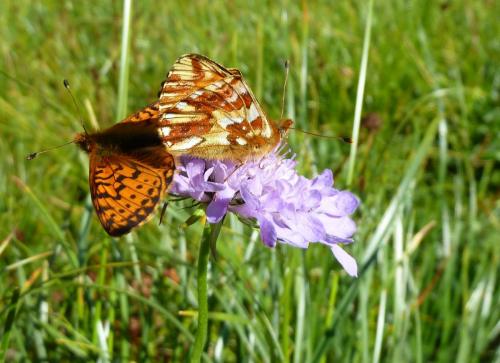 Réf. 213 014 : Boloria sp.